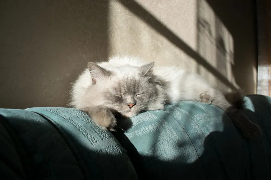 A fluffy cat sleeping peacefully on a sunlit couch indoors.
